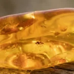 Close up of a fossilized insect in amber and electricity concept.